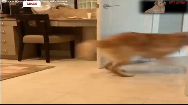 Before you buy a Golden Retriever dog, [here are five tips] смотреть онлайн