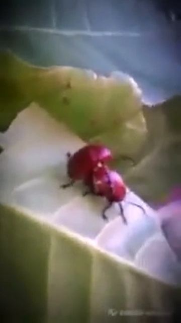 Red beatle SEX😂😂😂 смотреть онлайн