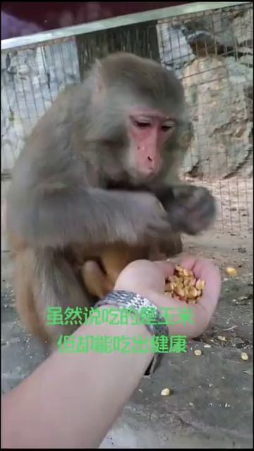 Try don't laugh ! Some monkey funny clips collection 33 смотреть онлайн