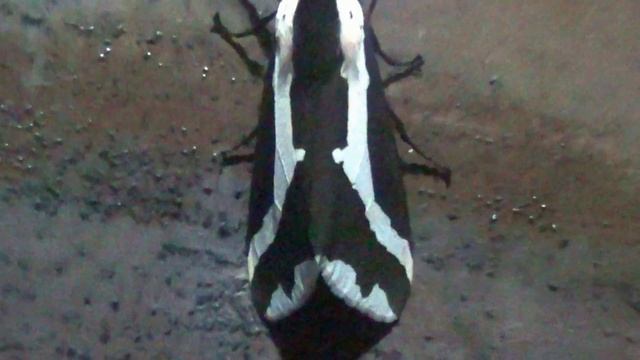 Nannoarctia Pseudorajendra dentata Moth смотреть онлайн