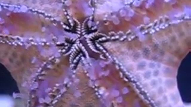 Chocolate chip starfish (Protoreastor nodosus) смотреть онлайн