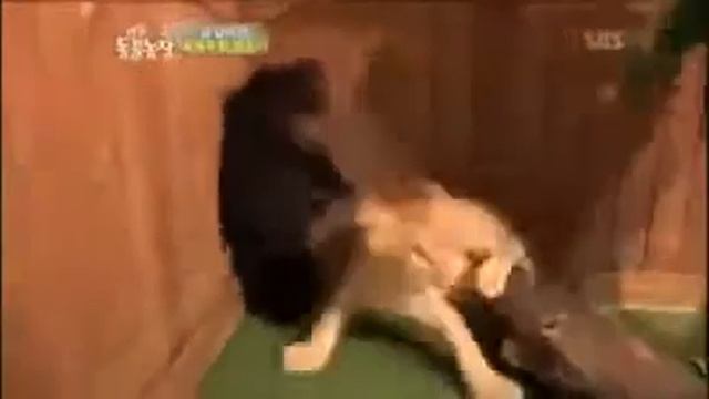 Медвеженок (18+) смотреть онлайн