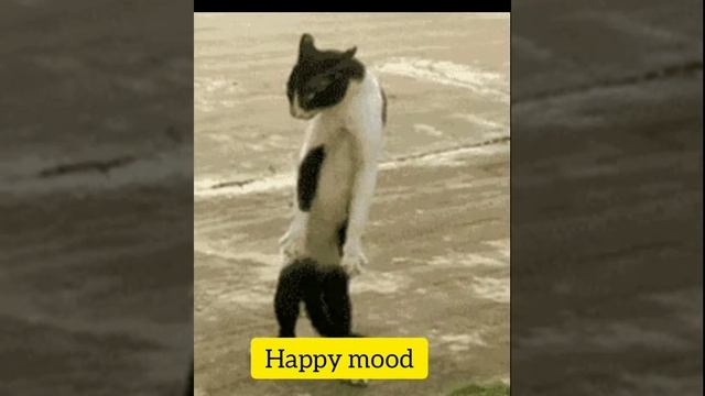 #cute cat dancing Michael Jackson very smart cat смотреть онлайн
