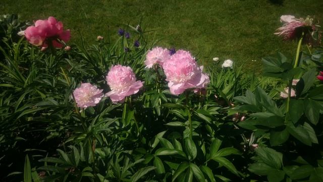 Paeonia Angel Cheeks смотреть онлайн