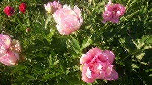 Paeonia Pastel Splendor