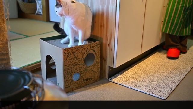 #104 猫とジャムと読書とお昼寝わたしを慰めてくれるもの階段の手すり