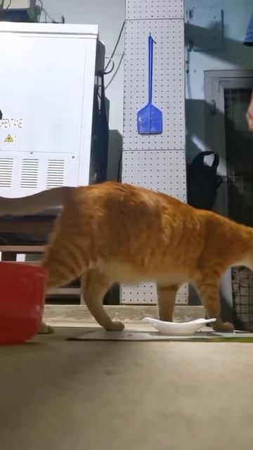only Royal Canin Indoor 7+ Acceptable No, compromise! 3 December 2021 смотреть онлайн