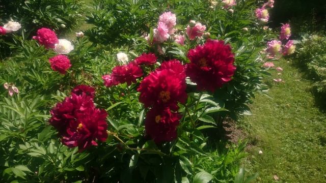 Paeonia Harry L. Smith смотреть онлайн