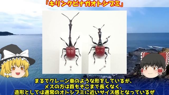 【閲覧注意】実在する“異形”の生き物 ５選（＋α）【ゆっくり解説】 смотреть онлайн