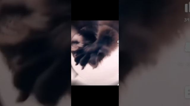 Енот в трубе танцует под Pedro смотреть онлайн