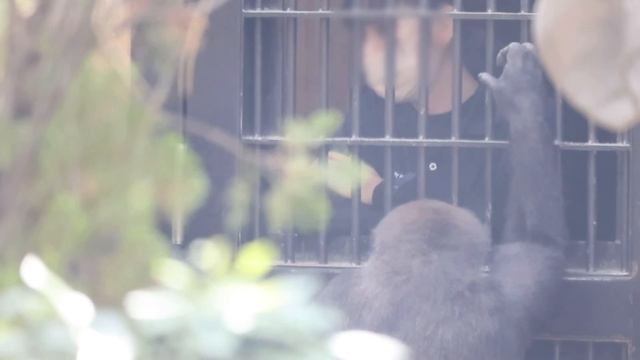 父モモタロウとゲンタロウの喧嘩があった翌日⭐️ゴリラ Gorilla【京都市動物園】The day after the fight between Momotaro and Gentaro. смотреть онлайн