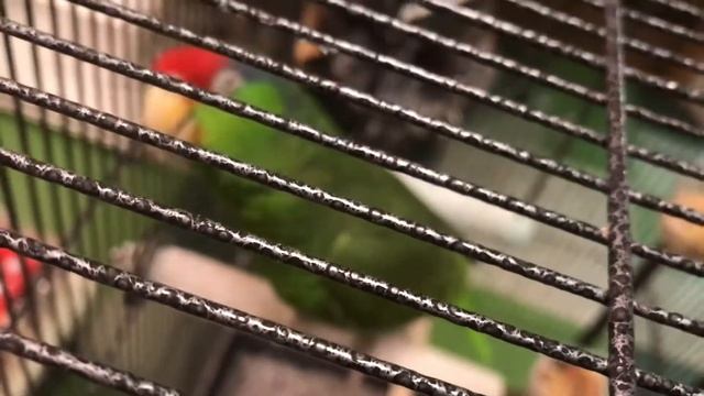 ($6,000) TALKING red crowned amazon parrot says “hello bud” смотреть онлайн