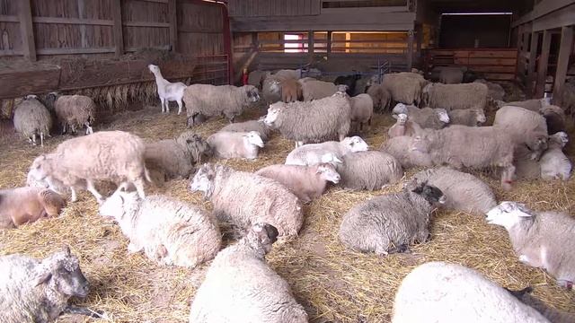 Sheep Barn Cam 02-16-2018 08:58:22 - 09:58:23 смотреть онлайн
