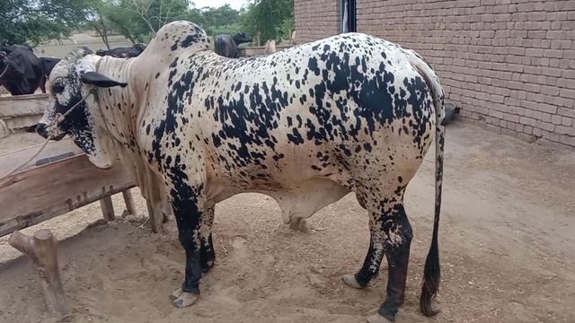 Cholistani Heavy weight Bull As A Sacrificial Animal 500 Kg Weight| Qurbani kay Janwar 2023 смотреть онлайн