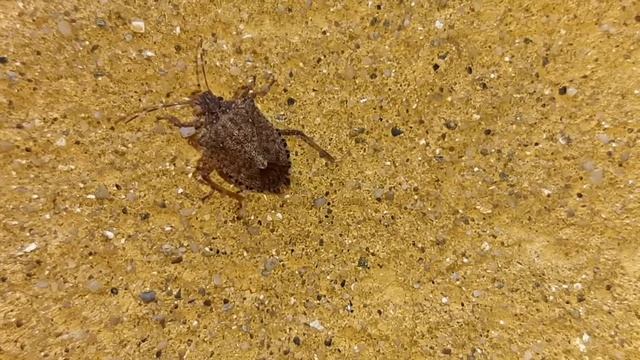 Poloska SlowMo смотреть онлайн