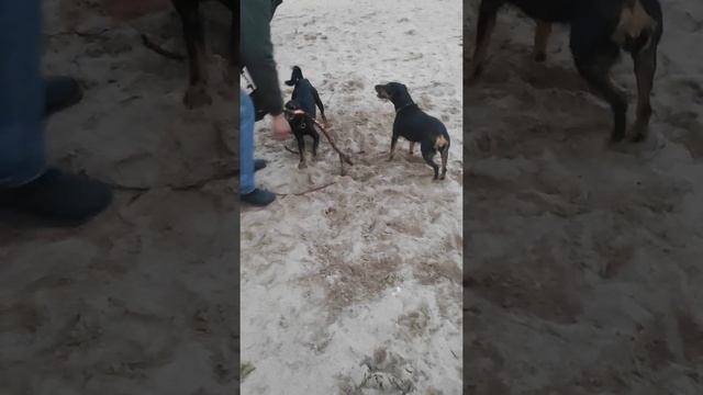 Бак и Тойота справились с корнем смотреть онлайн