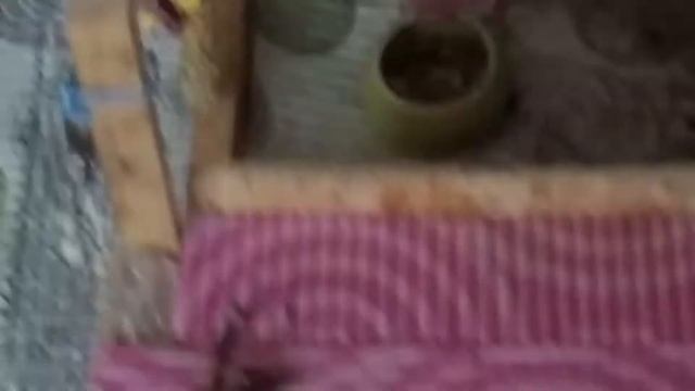 Морская свинка смотреть онлайн