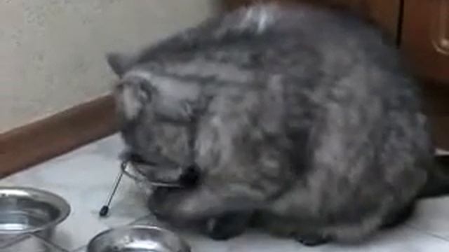 хозяин жрать давай смотреть онлайн