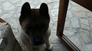 Акита . Убийца медведя.