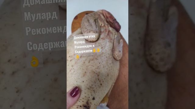 #утки #уткамулард #содержаниеуток #шорт #шортс #shortvideo #short #shorts смотреть онлайн