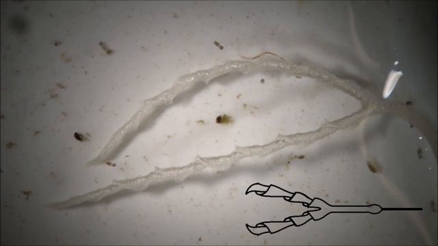 Carnivorous plant Genlisea capturing prey first time on video [Sub - Ita] смотреть онлайн