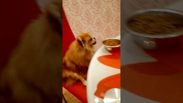 Собака-попрошайка смотреть онлайн