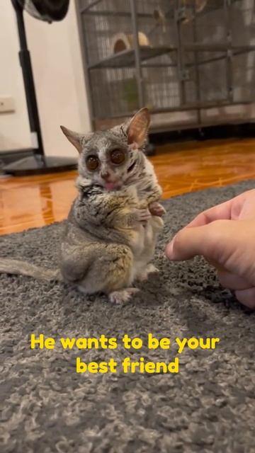 franklin the grey mouse lemur #animals #cute #funny #cool #funnyanimals #lemur #amazing #animal смотреть онлайн
