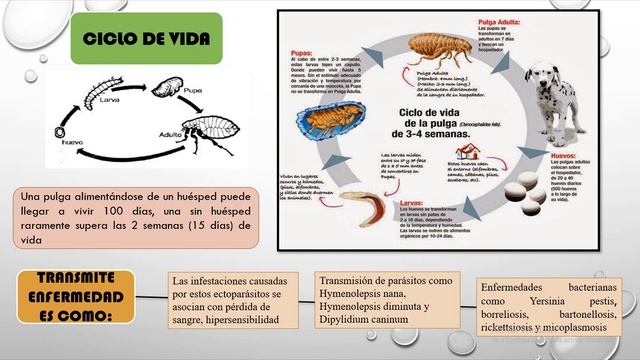 Vector Biológico Pulga - Parasitologia UCE смотреть онлайн