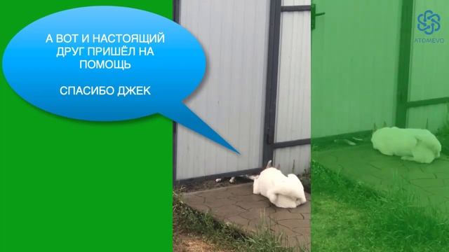 У Кармен критические дни. #shorts смотреть онлайн