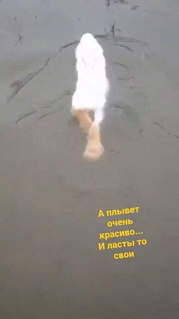 А ВЫ ВИДЕЛИ КАК КРОЛИКИ ПЛАВАЮТ, #shorts, #надияеременко, #животные, смотреть онлайн