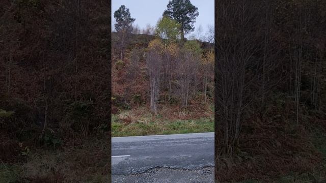 Над тайгой засыпающей смотреть онлайн