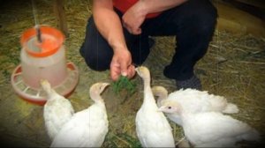 Содержание индюков и правильный уход за ними