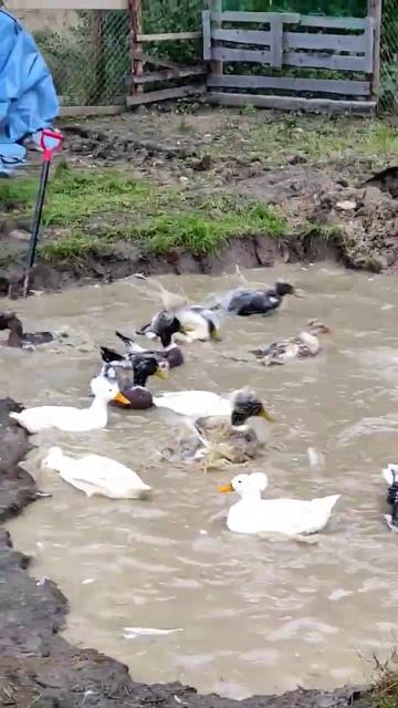 ВОДА!!!!!! смотреть онлайн