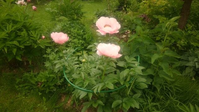 Paeonia Salmon Dream смотреть онлайн
