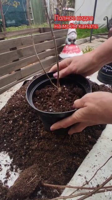 Принципы посадки саженцев гортензий в контейнеры.