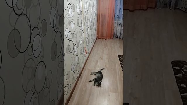 Кот Томас смотреть онлайн