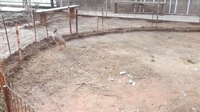 гибрид.905036797 смотреть онлайн