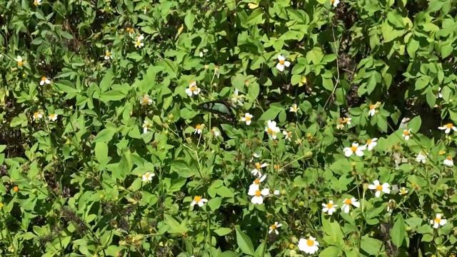 タイワンタイマイ / Graphium cloanthus 台湾 花蓮県廻頭湾 2018/06/30 Huitouwan Hualien, Butterfly of Taiwan смотреть онлайн