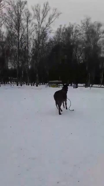 Подготовка неизвестной лошади к выводке смотреть онлайн