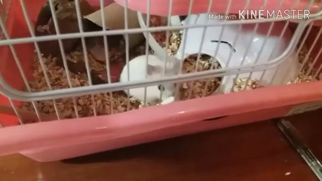 Тоша копает!!! Закапывает всё!!! Всё летит из клетки!!! смотреть онлайн