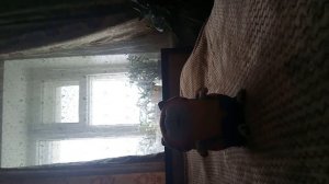 Мягкие игрушки от мульти пульти часть 3 .