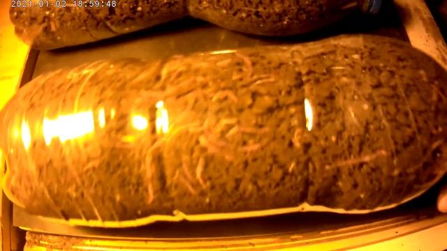 Eisenia fetida.Hodowla w piwnicy, w butelkach PET.Dżdżownice kalifornijskie.Tiger worm. смотреть онлайн