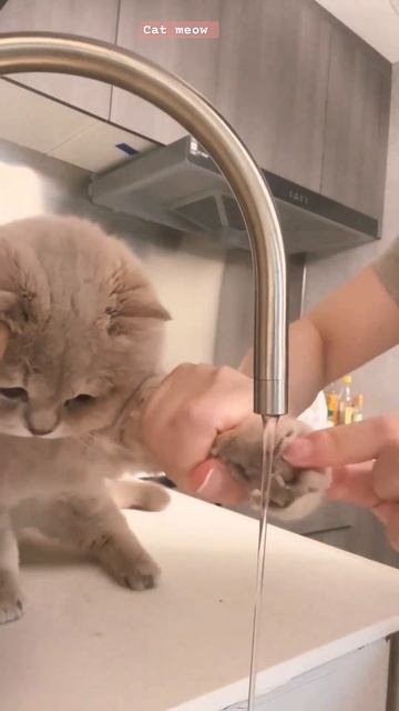 so cute little kitten | most cat viral video 😍#catslover #kitten #youtube смотреть онлайн