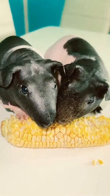 Guinea pig все съели болит живот смотреть онлайн