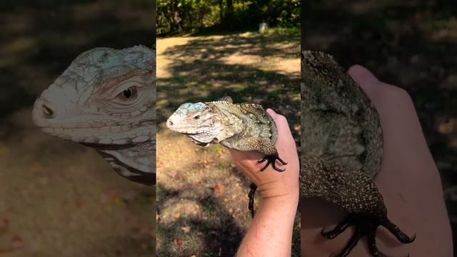 Saphirra my Cyclura Lewisi Hybrid смотреть онлайн