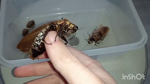 Blaberus cranifer и Blaptica dubia смотреть онлайн