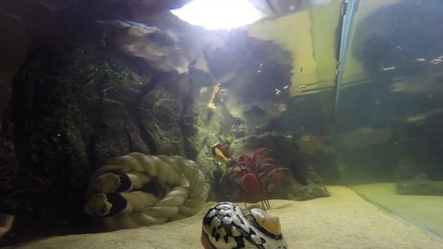 Aquarium 7 Foot смотреть онлайн