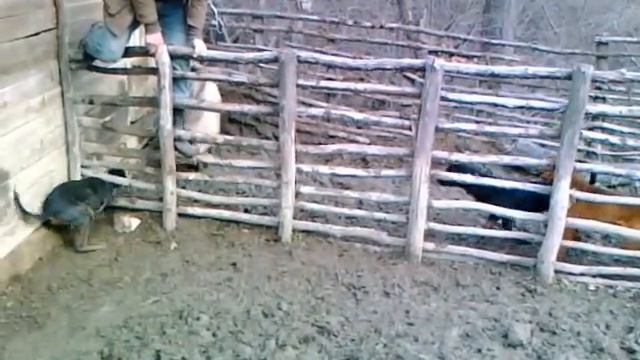 обучение на ловни гончета naik-лопушна смотреть онлайн