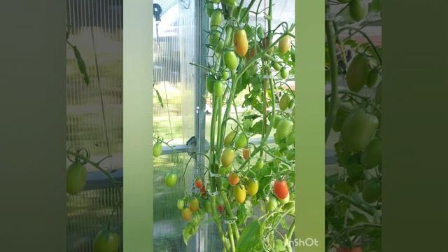 Томаты и другие овощи, выращенные в теплице в 2024 году.