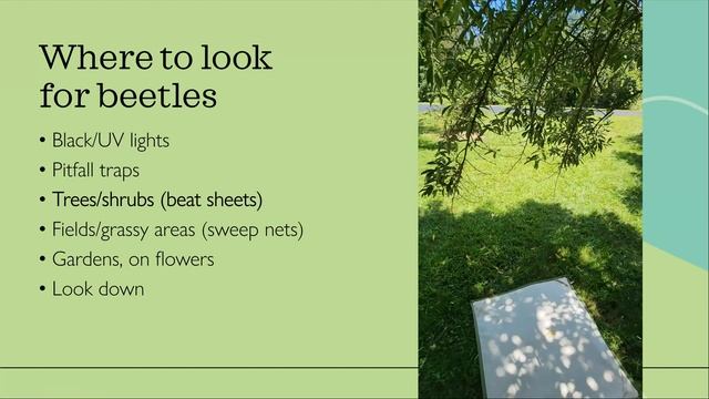 Introduction to Beetles with Jenn Forman Orth смотреть онлайн